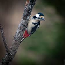Attēlu rezultāti vaicājumam “Dendrocopos major”