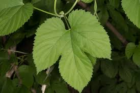 Attēlu rezultāti vaicājumam “Humulus lupulus leaf”