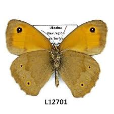 Attēlu rezultāti vaicājumam “Maniola jurtina male”