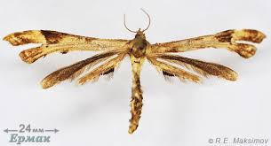 Attēlu rezultāti vaicājumam “Platyptilia sp.”