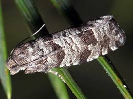 Attēlu rezultāti vaicājumam “Retinia resinella”