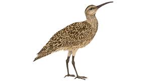 Image result for Numenius borealis