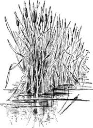 Attēlu rezultāti vaicājumam “Typha latifolia leaf”