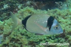 Image result for Diplodus capensis
