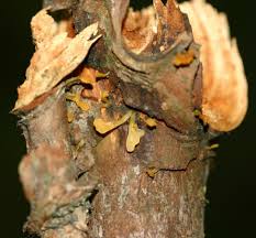 Attēlu rezultāti vaicājumam “Calocera pallidospathulata”