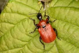 Attēlu rezultāti vaicājumam “Apoderus coryli”