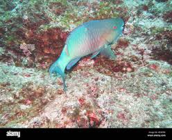 Image result for Scarus rubroviolaceus