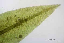 Attēlu rezultāti vaicājumam “Pohlia nutans sporophyte”