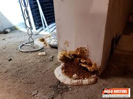 Attēlu rezultāti vaicājumam “Didymium serpula spores”