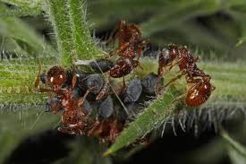 Attēlu rezultāti vaicājumam “Aphis jacobaeae”