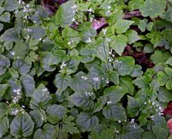 Attēlu rezultāti vaicājumam “xComagaria rosea  flower”