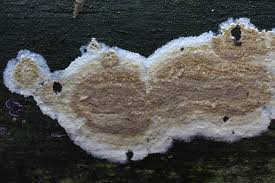 Attēlu rezultāti vaicājumam “Leucogyrophana sororia”