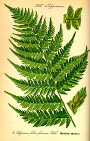 Attēlu rezultāti vaicājumam “Athyrium filix-femina”