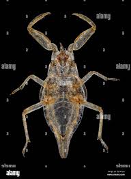 Attēlu rezultāti vaicājumam “Nepa cinerea”