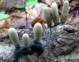 Attēlu rezultāti vaicājumam “Xylaria polymorpha”