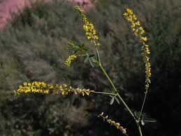 Attēlu rezultāti vaicājumam “Melilotus wolgicus”