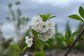 Attēlu rezultāti vaicājumam “Cerasus leaf”