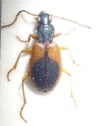 Attēlu rezultāti vaicājumam “Anchomenus dorsalis”