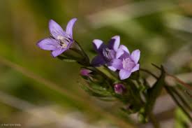 Attēlu rezultāti vaicājumam “Gentianella amarella”