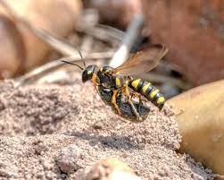 Attēlu rezultāti vaicājumam “Cerceris arenaria”