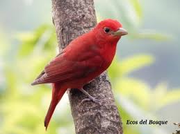 Image result for Piranga rubra