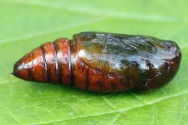 Attēlu rezultāti vaicājumam “Eucarta virgo”