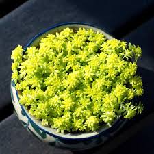 Attēlu rezultāti vaicājumam “Sedum hispanicum flower”