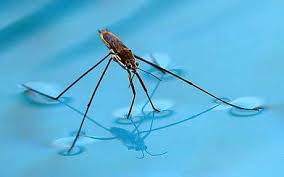 Attēlu rezultāti vaicājumam “Gerridae”