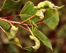 Attēlu rezultāti vaicājumam “Thecabius affinis”