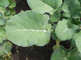 Attēlu rezultāti vaicājumam “Brassica napus”