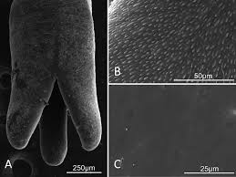 Attēlu rezultāti vaicājumam “Nematomorpha”