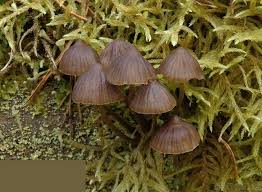 Attēlu rezultāti vaicājumam “Mycena stipata”