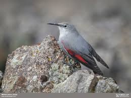 Image result for Tichodroma muraria