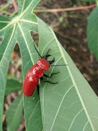 Attēlu rezultāti vaicājumam “Cucujus cinnaberinus”
