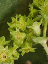 Attēlu rezultāti vaicājumam “Alchemilla vulgaris aggr. bud”