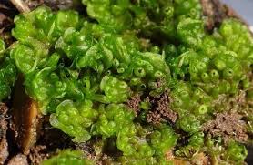 Attēlu rezultāti vaicājumam “Jungermannia sphaerocarpa sporophyte”