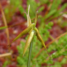 Attēlu rezultāti vaicājumam “Carex dioica male flower”