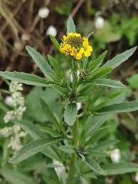 Attēlu rezultāti vaicājumam “Erysimum hieracifolium”
