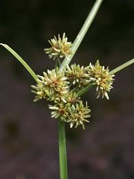 Attēlu rezultāti vaicājumam “Cyperus fuscus fruit”