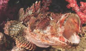 Image result for Scorpaena scrofa