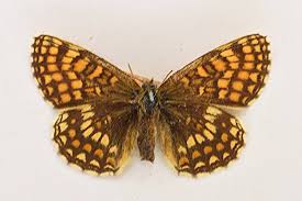 Attēlu rezultāti vaicājumam “Mellicta athalia underside”