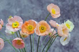 Image result for Papaver nudicaule