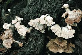 Attēlu rezultāti vaicājumam “Schizophyllum commune”