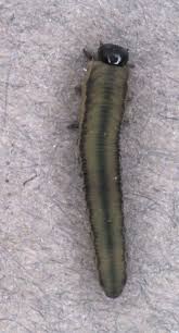 Attēlu rezultāti vaicājumam “Mellicta athalia larva”