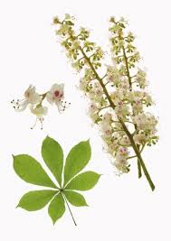 Attēlu rezultāti vaicājumam “Aesculus hippocastanum flower”