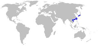 Image result for Paragaleus pectoralis