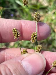 Attēlu rezultāti vaicājumam “Ochropsora ariae”