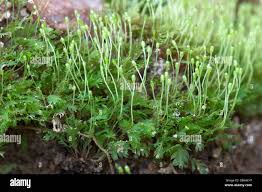 Attēlu rezultāti vaicājumam “Schistostega pennata”