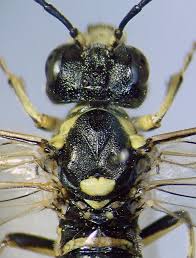 Attēlu rezultāti vaicājumam “Tenthredo campestris female”