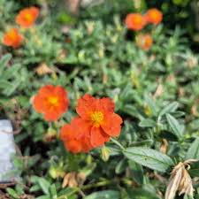 Attēlu rezultāti vaicājumam “Helianthemum x hybridum”